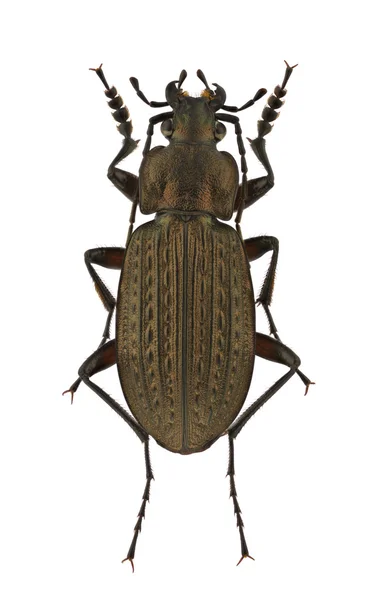 Stock image Carabus granulatus