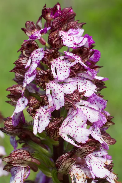 Orquídea purpúrea — Fotografia de Stock