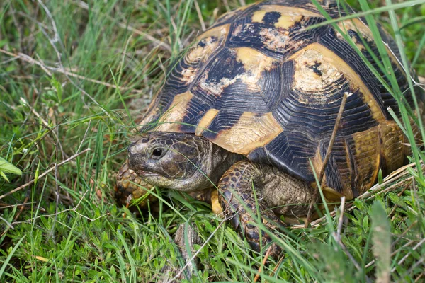 stock image Testudo graeca