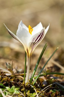 Çiğdem reticulatus