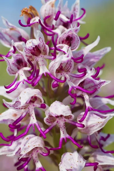 Simia de orquídeas —  Fotos de Stock
