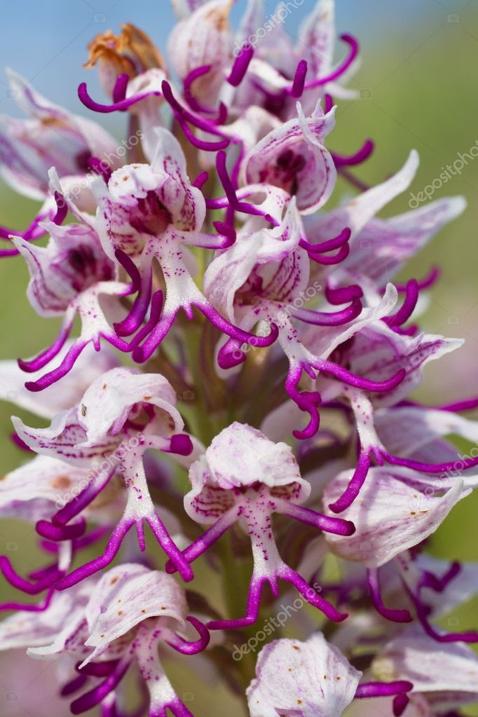 La orquídea del mono fotos de stock, imágenes de La orquídea del mono sin  royalties | Depositphotos