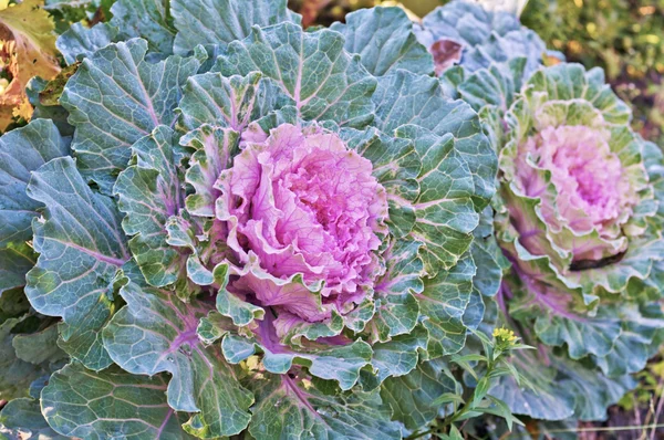 Two head is pink cabbage — Stock Photo, Image