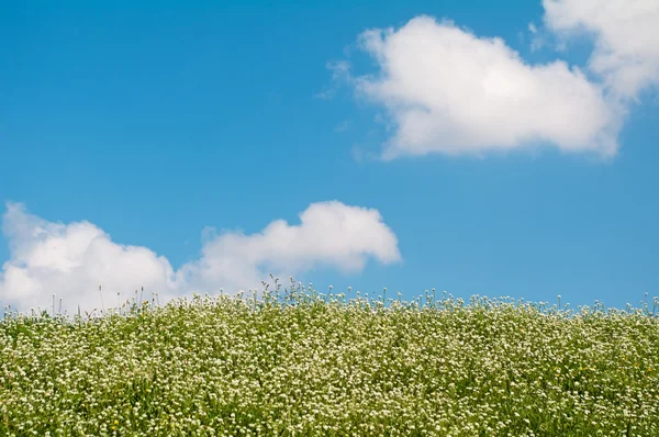Zöld domb és a kék ég — Stock Fotó