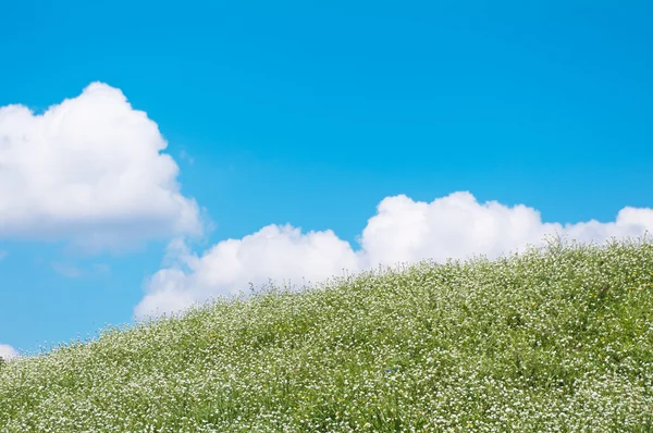 Green hill and blue sky — Stock Photo, Image