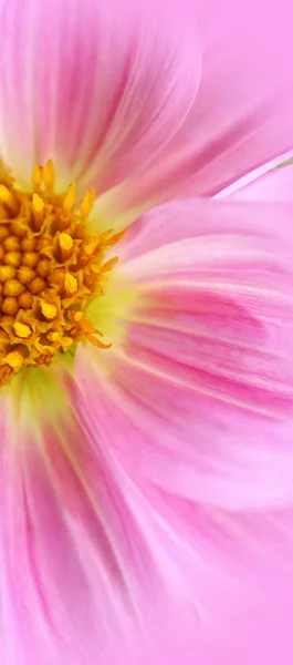 Güzel dalia, yıldız çiçeği — Stok fotoğraf