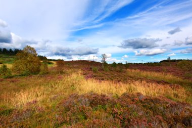 Scottish fields of heather on a sunny day clipart