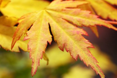 Autumn, akçaağaç yaprağı, close up