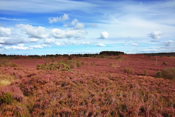 Schotse velden van heather op een zonnige dag — Stockfoto