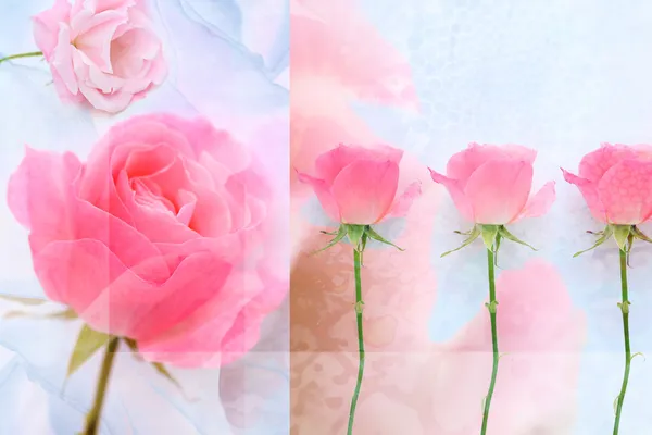 Delicado fondo con rosas rosadas — Foto de Stock