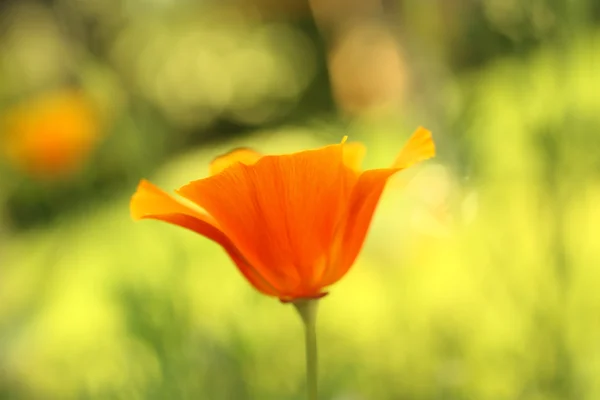 Ein orangefarbener Gartenmohn, geringe Schärfentiefe — Stockfoto