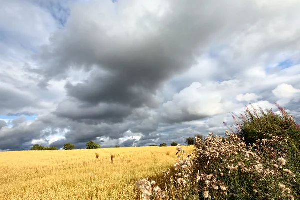 Живописный сельский пейзаж с полями пшеницы — стоковое фото