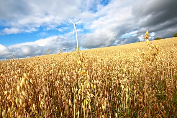 Landschaftliche Landschaft mit Weizenfeldern — Stockfoto