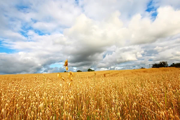 Malebné venkovské krajině s lány pšenice — Stock fotografie