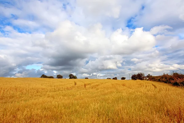 Мальовничий сільський пейзаж з полями пшениці — стокове фото
