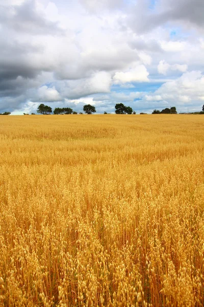 Paisaje rural escénico con campos de trigo — Foto de Stock
