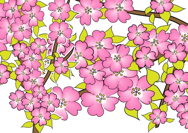 桜の花は白で描画 — ストック写真