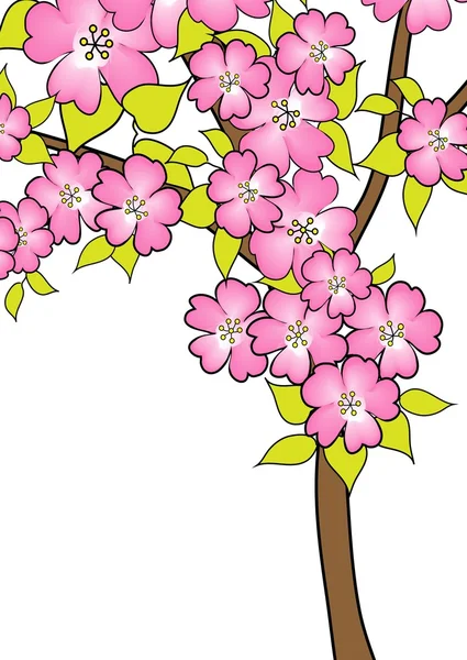 Kirschblütenzeichnung auf Weiß — Stockfoto