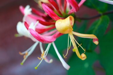 Lonicera periclymenum Belgica, 'Early Dutch Honeysuckle' clipart