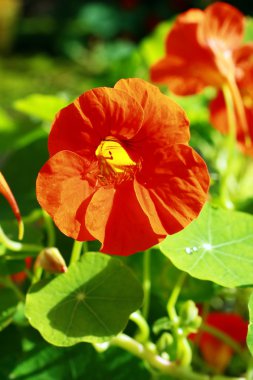 Turuncu nasturtium bahçede çiçek açan