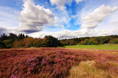 Scottish fields of heather on a sunny day clipart