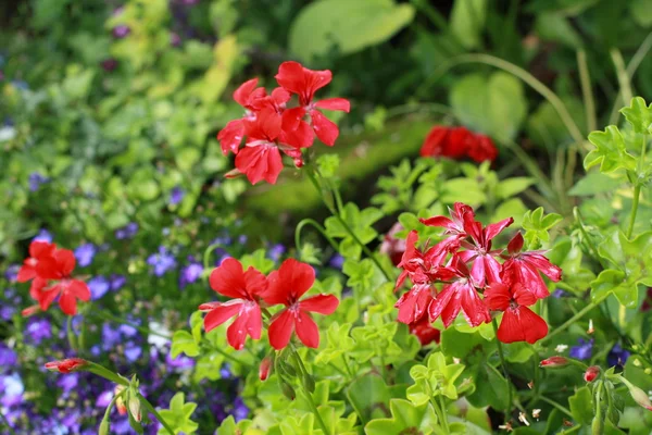 Czerwony geranium w ogrodzie — Zdjęcie stockowe