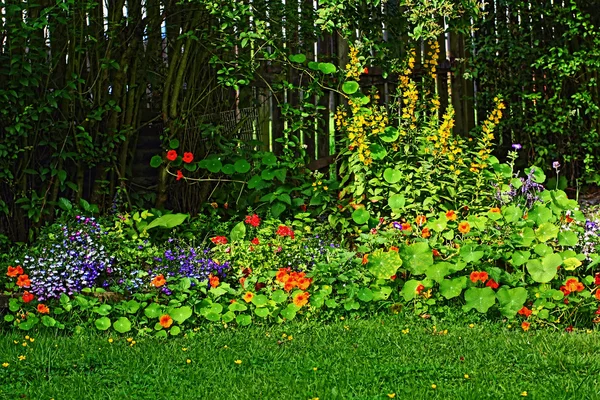 stock image Beautiful Summer garden