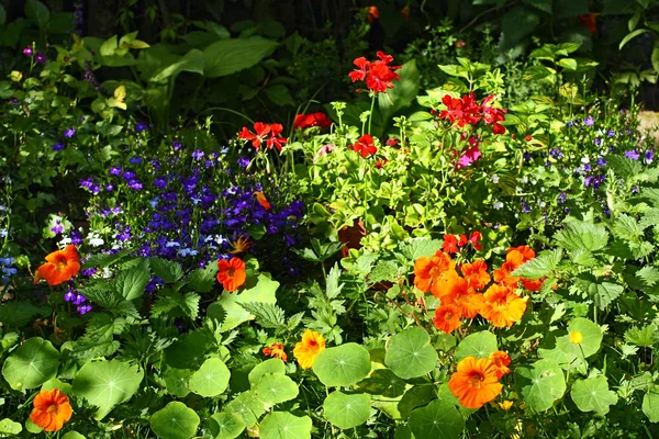 美丽的夏季花园 — 图库照片