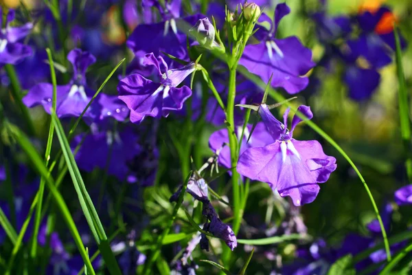 Lobelias azuis no jardim, close-up — Fotografia de Stock