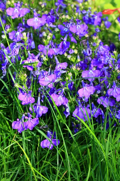 Blue lobelias in the garden, close up — Stock Photo, Image