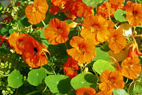 庭に咲くオレンジ色の nastirtium — ストック写真