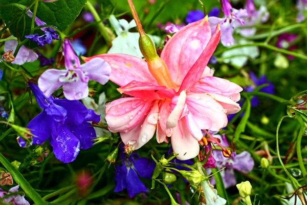 Fuchsia rose et lobélies bleus en gros plan — Photo
