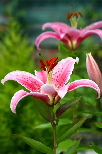 Lirios rosados en el jardín — Foto de Stock