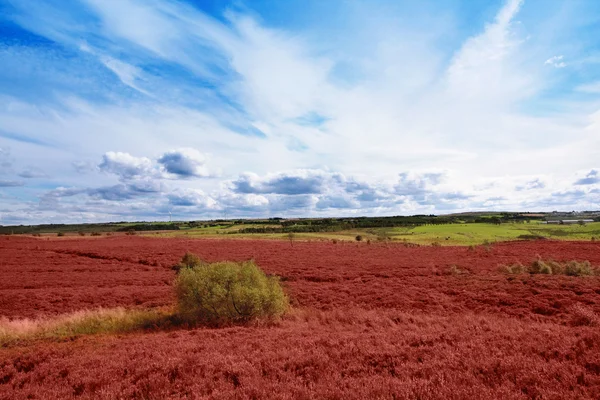 Skotska fält av Ljung på en solig dag — Stockfoto