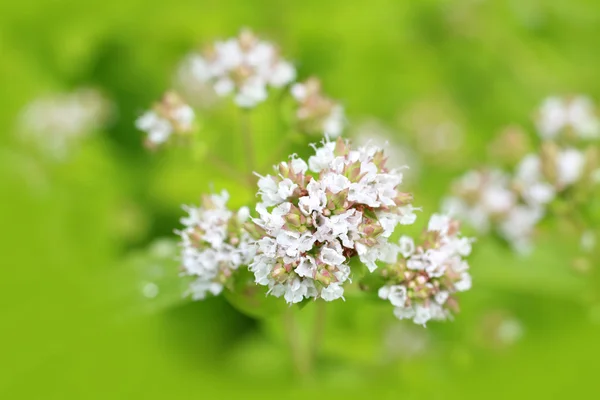 Marjolein bloemen close-up — Stockfoto