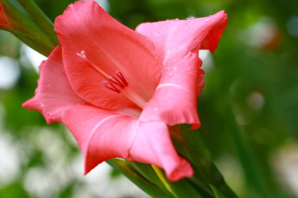 Beautiful gladioli close up — Stock Photo, Image