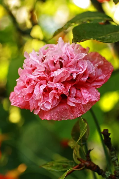 Opium poppy close up — Stock Photo, Image