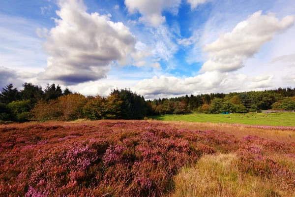 Scottish fields of heather on a sunny day Stock Photo