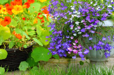 Nasturtium and lobelia blossom clipart