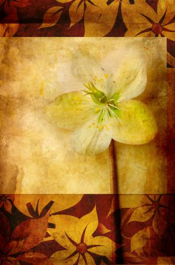 Grunge background with hellebora clipart