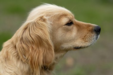 kahverengi köpek