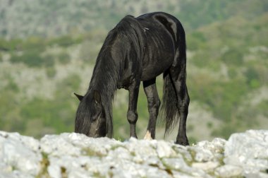 Pony Di Esperia Stallion graze clipart