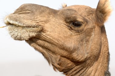 Camel Head clipart
