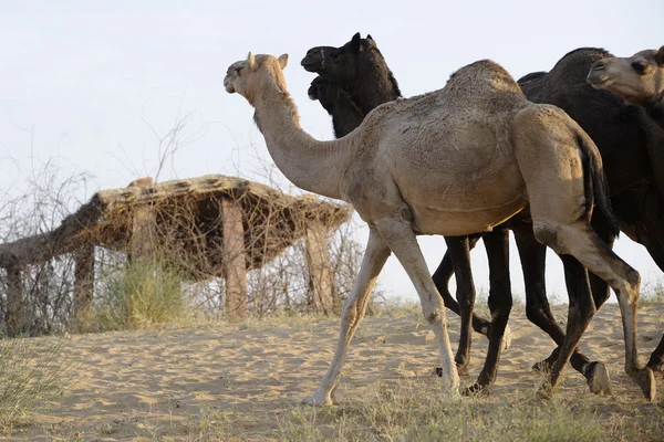 Camellos indios caminan en el desierto — Foto de Stock