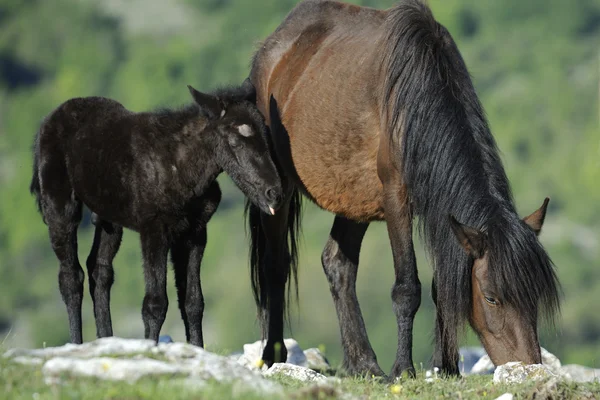 母马和小马吃草 — 图库照片