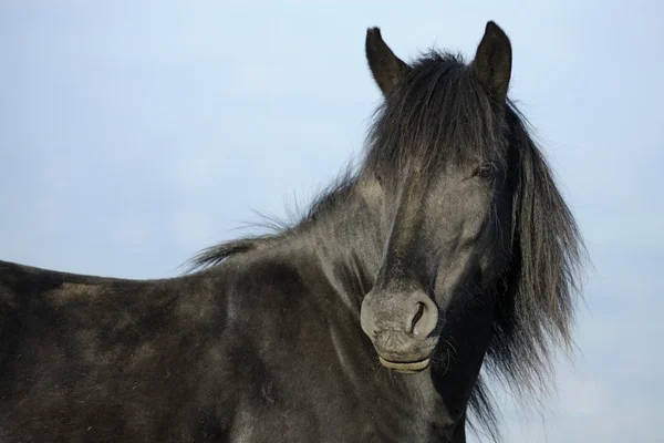 黒い種馬の肖像画 — ストック写真