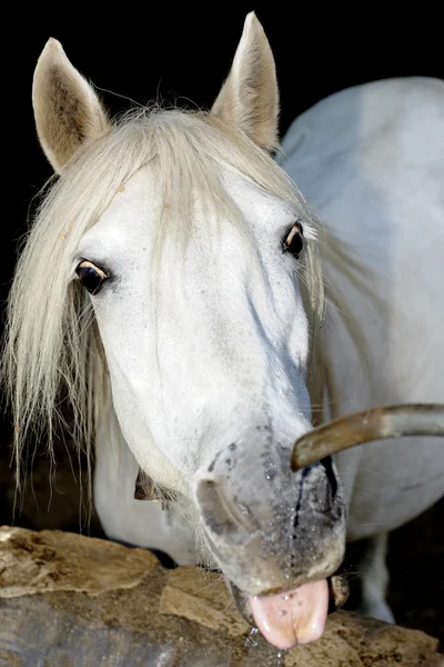 のどが渇いて馬 — ストック写真