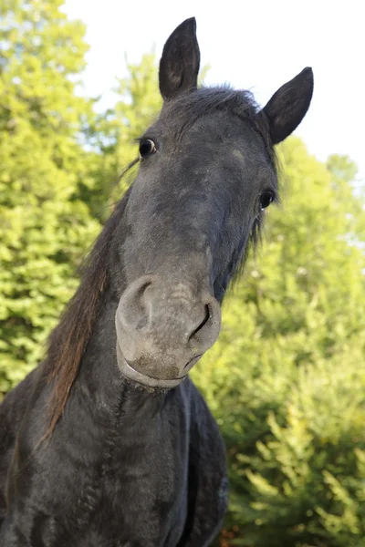 Curios cavalo — Fotografia de Stock