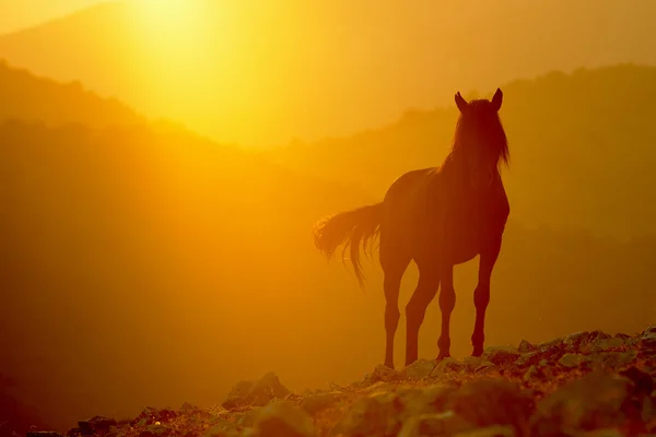 马和月亮 — 图库照片