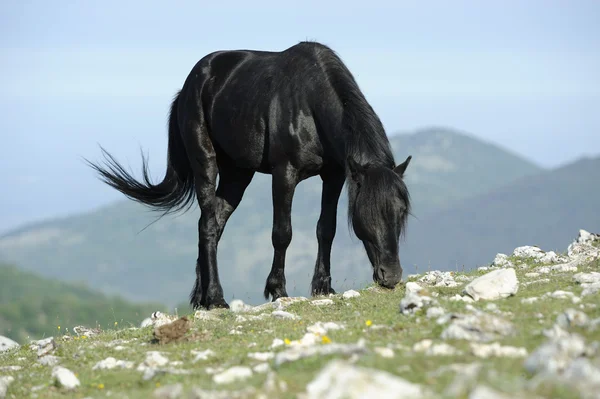 Μαύρο άλογο βόσκουν Φωτογραφία Αρχείου